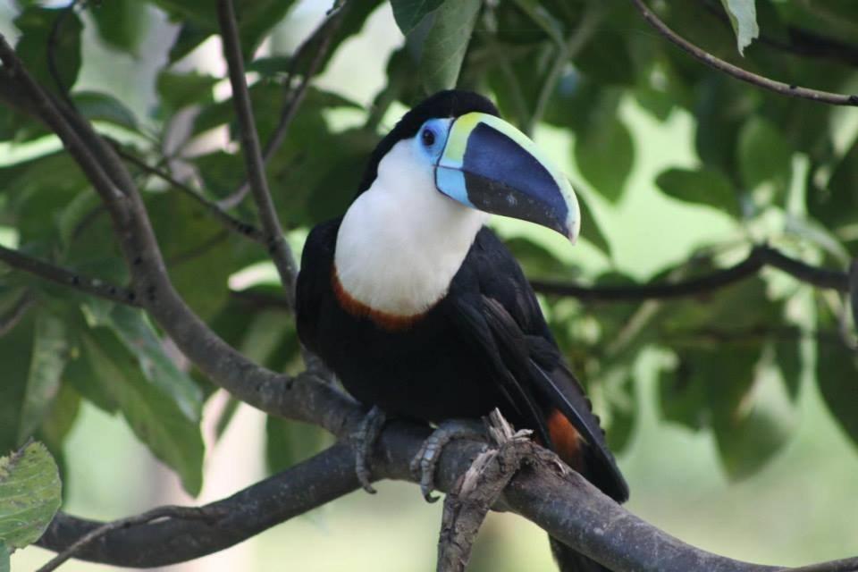 Jacamar Lodge Expeditions إكيتوس المظهر الخارجي الصورة