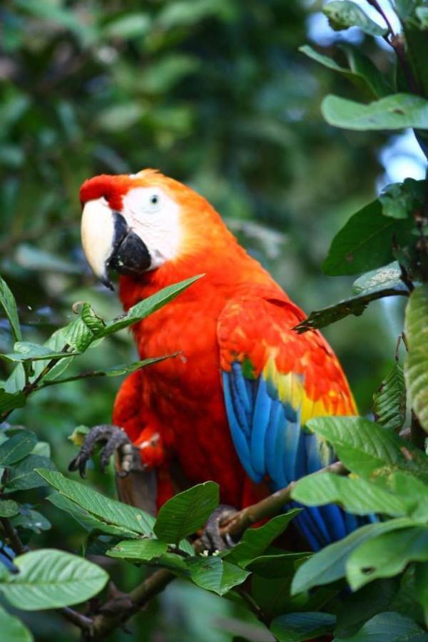 Jacamar Lodge Expeditions إكيتوس المظهر الخارجي الصورة